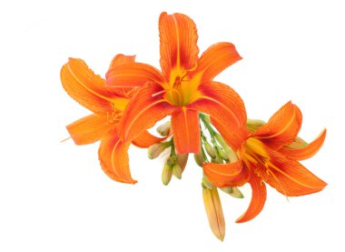 lilyum bulbiferum lily turuncu çiçek üzerinde beyaz backgrou izole