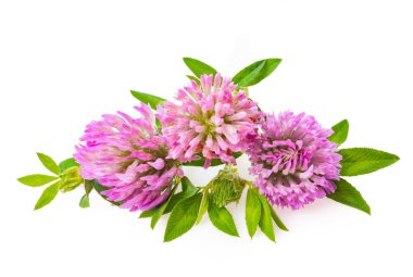 Yonca veya trefoil çiçek şifalı otlar üzerinde beyaz backg izole