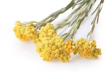 Helichrysum çiçek beyaz arka plan üzerinde