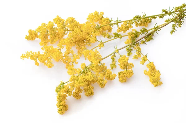 Galium verum, Frauenstroh oder gelbes Bettstroh. isoliert. — Stockfoto