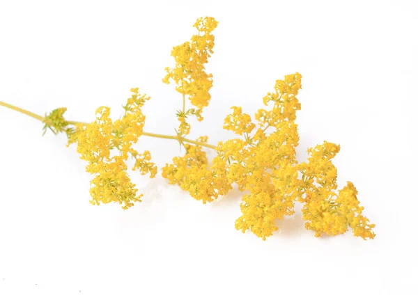 Galium-Verum-Blüte (Damenstroh oder gelber Bettstroh) — Stockfoto