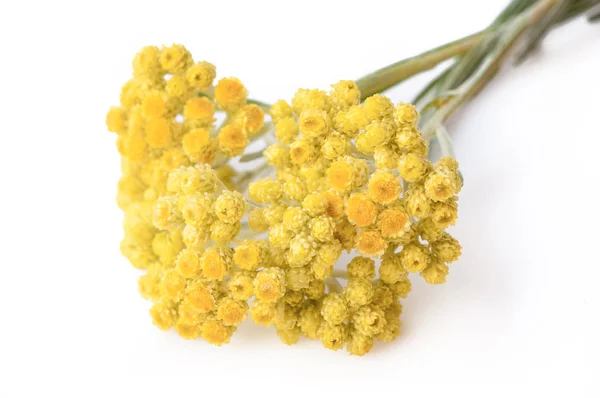 Tıbbi bitki helichrysum arenarium üzerinde beyaz backgrou izole