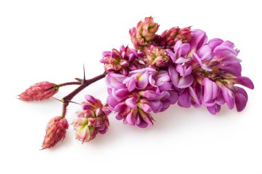 Pembe akasya. Şu yeni gelişen ağaç. Beyaz bir arka plan üzerinde pembe çiçekler