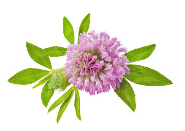 beyaz zemin üzerine yonca çiçek