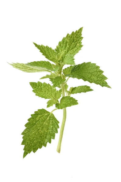 Stinging nettles isolated on white background — Stock Photo, Image