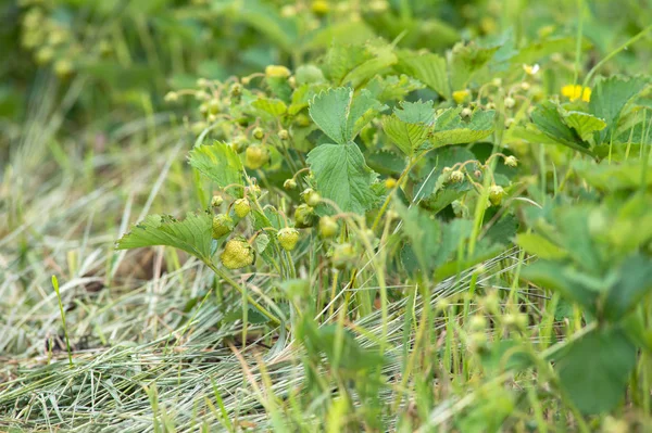 Plantación con cultivo de fresa — Foto de Stock