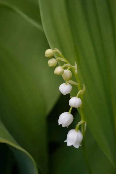 Красивые белые колокола, целые цветы лилии долины, гри — стоковое фото