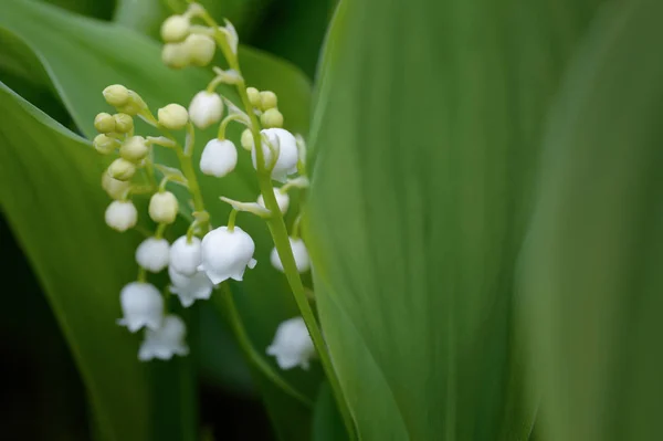 Flores blancas de lirio del valle sobre un fondo de pulga verde —  Fotos de Stock