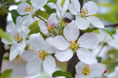 Çiçek açan elma ağacı yakın plan. Bahçedeki güzel çiçekler