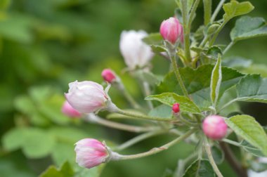 yeşil arka plan üzerinde çiçekli Elma ağacı dalı 