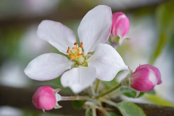Rama floreciente de flores de manzana y brotes de manzana . — Foto de Stock