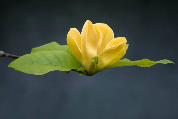 Magnolia Elizabeth - bel arbre à fleurs jaune — Photo
