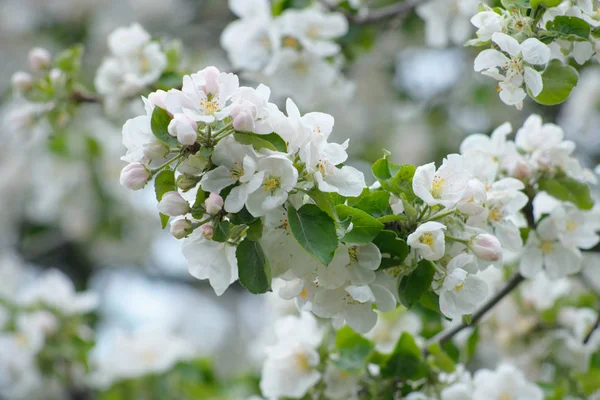 spring flower landscape with spring white apple flowers, closeup