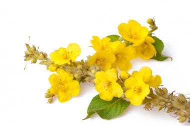 Verbascum thapsus çiçek yakın (büyük mullein veya c