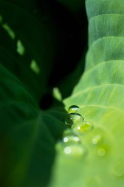 Büyük yeşil zambak yaprağı üzerinde çiy damlaları ile parlayan ışık