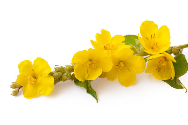  Wooly Mullein (Verbascum phlomoides). The flowers and leaves ar