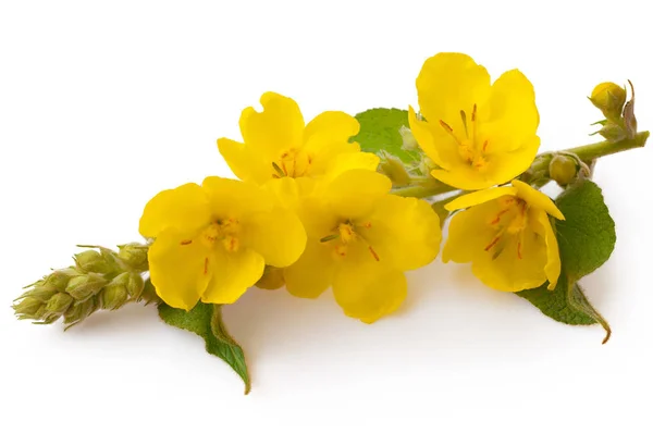 Verbascum, beyaz arka plan üzerinde izole ortak sığırkuyruğu çiçeği. M