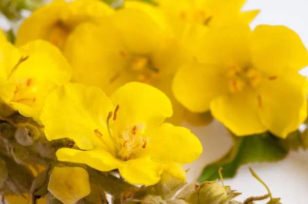 Vue rapprochée du Verbascum, fleur de molène commune isolée sur wh — Photo