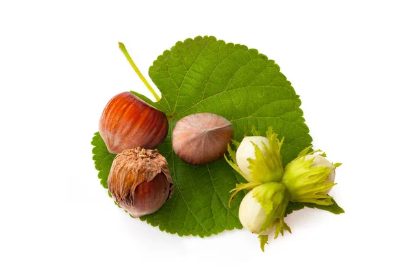 Nueces secas avellanas y nueces verdes con hojas aisladas en blanco —  Fotos de Stock