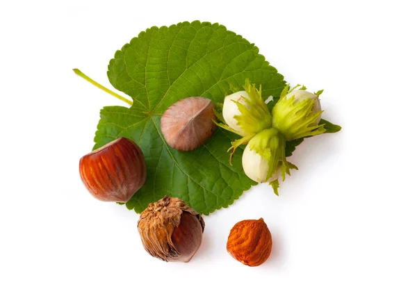 Nueces avellanas con hojas aisladas sobre fondo blanco . —  Fotos de Stock