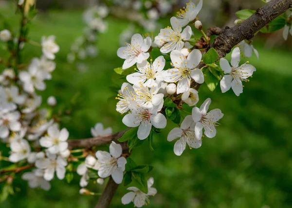 Spring flowering of fruit trees. White-pink cherry flowers on a — Stock Photo, Image