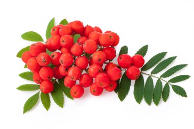 Olgun Rowan Bush beyaz arka plan üzerinde izole