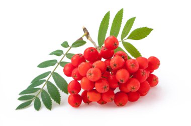 Beyaz arka plana karşı Rowan berry