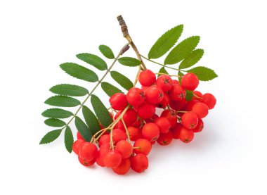Yeşil rowan yaprakları ile rowan kırmızı olgun demet whit izole