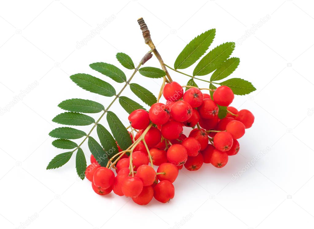 Red ripe bunch of rowan with green rowan leaves isolated on whit