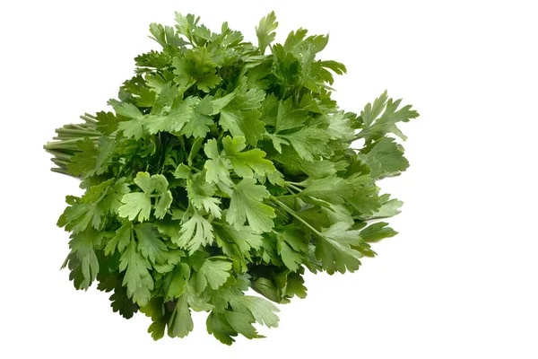 Green fresh parsley isolated on white background. parsley bunch — Stock Photo, Image