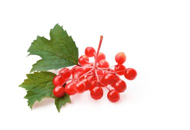 Viburnum kırmızı böğürtlen. Beyaz arkaplanda kırmızı viburnum şubesi izole