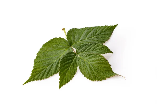 Liście Maliny Jako Pierwiastek Herbaty Owocowej Izolowane Białym Tle — Zdjęcie stockowe