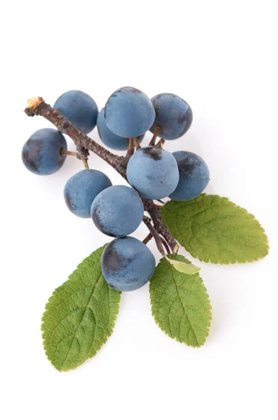 Yeşil yapraklı bir dalda olgun böğürtlen. Sloe (Prunus spinosa) stüdyo beyaz arka planda. Yazın yakın plan.