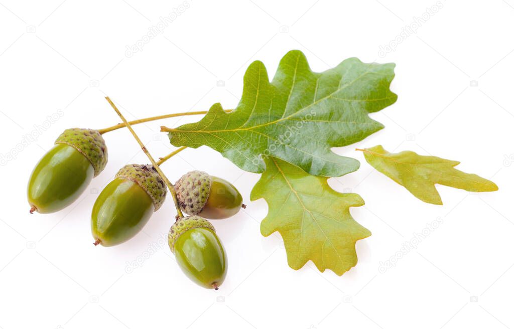 Oak branch with acorns and leaves.