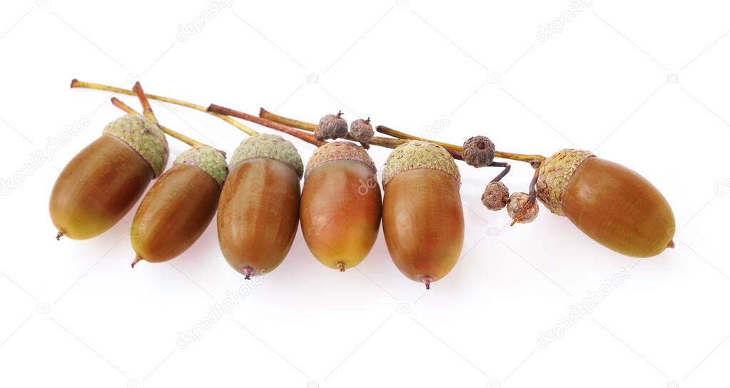 acorns oak isolate on white background