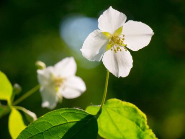 Yasemin çiçekleri. Yasemin bahçesi parkta çiçek açıyor.