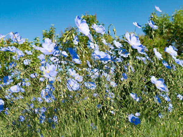 Blauer Flachs Blüht Auf Blauem Himmel Hintergrund — Stockfoto