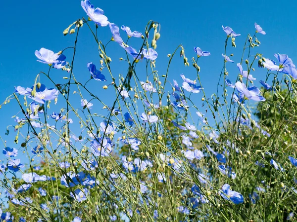Blaue Flachsblumen Blühen Über Blauem Himmel Hintergrund — Stockfoto