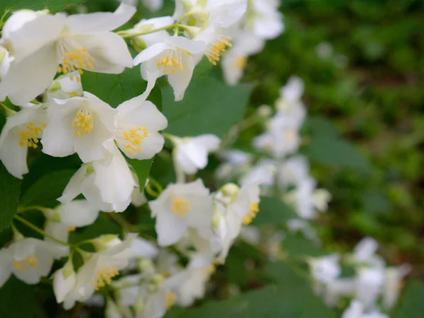 Jasmine Spring Flowers Jasmine Garden Bloom Park — Stock Photo, Image