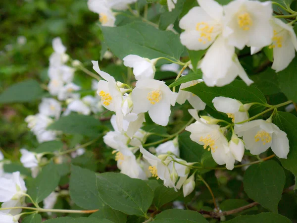 Jasmin Fleur Blanche Jasmin Jardin Fleurir Dans Parc — Photo