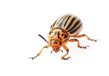 Colorado patates böceği (Leptinotarsa decemlineata) ciddi bir patates, domates ve patlıcan böceği türüdür. Beyaz arkaplanda izole edilmiş böcek