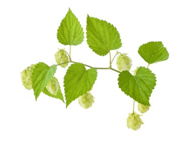 Sekme alanındaki sıçrama konilerinin ayrıntıları beyaz arkaplanda izole edildi