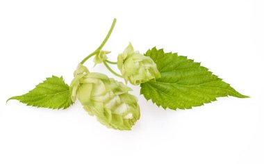 Sekme konisi makro izolasyonu beyaz arkaplanda