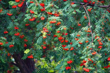 Yaz yağmurundan sonra Rowan 'ın dalları