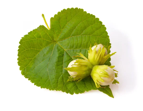 Nocciole Con Foglia Verde Isolata Fondo Bianco — Foto Stock