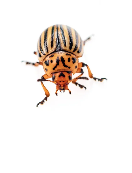 Colorado Potato Beetle Isolado Sobre Fundo Branco — Fotografia de Stock