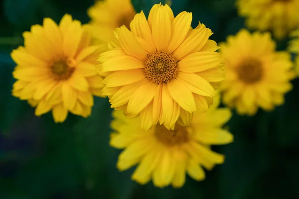 Żółte Kwiaty Liści Lancy Rodziny Słonecznikowatych Korozja Coreopsis Pubescens Ogrodzie — Zdjęcie stockowe