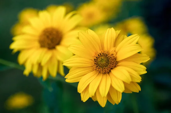 Żółte Kwiaty Ogrodzie Coreopsis Kwiaty Letnie — Zdjęcie stockowe
