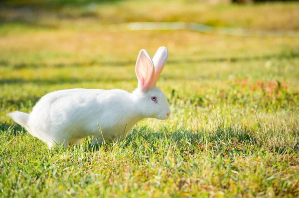 Weißes Kaninchen Auf Dem Rasen — Stockfoto