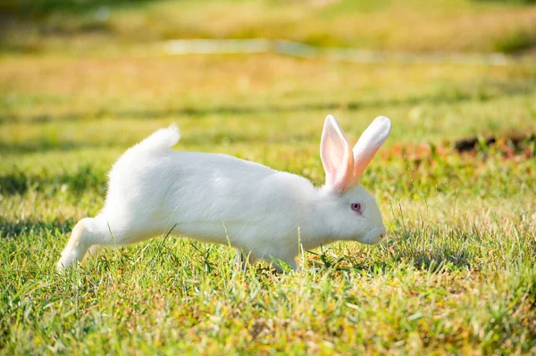 Белый Кролик Траве — стоковое фото